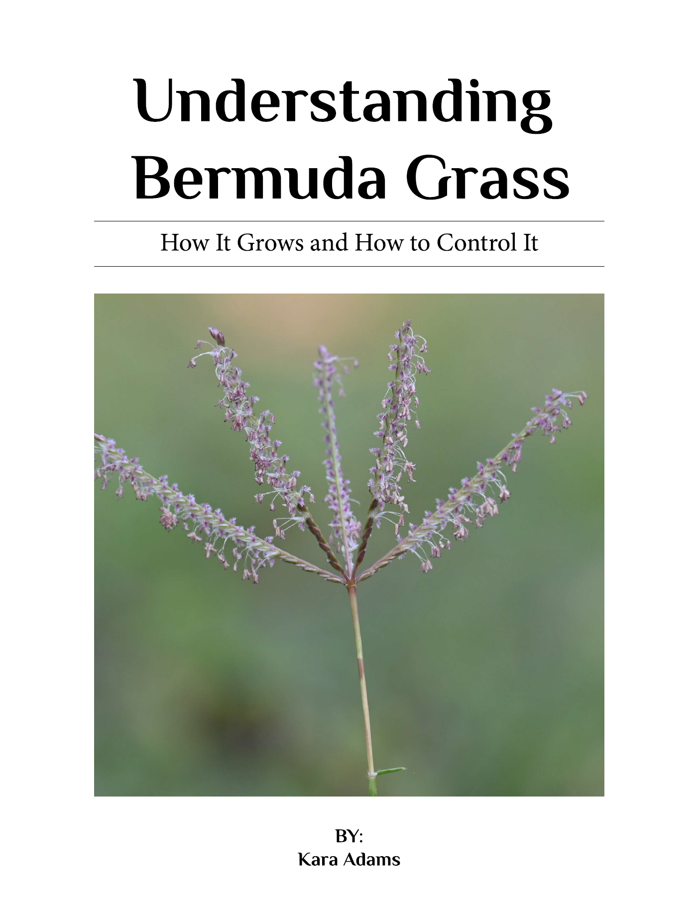 Understanding Bermuda Grass (eBook)